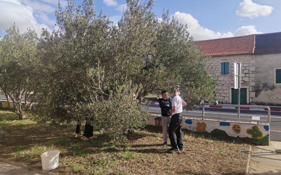 BRANJE MASLINA U NAŠEM MALOM MASLINIKU